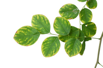 Green tree leaf isolated on white background