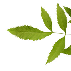 Green tree leaf isolated on white background