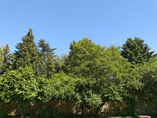 trees and blue sky