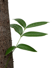 Green tree leaf isolated on white background