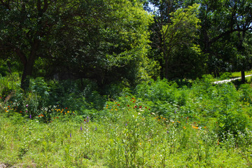 Obraz premium Wild Flowers and wild marijuana plants