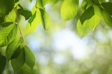 Frame of green tree leaves, summer or spring background