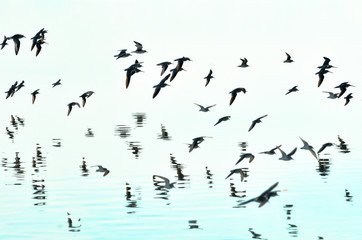 flock of birds on blue sky
