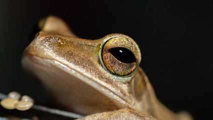 Macro of frog in the night