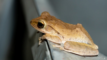 Macro of frog in the night