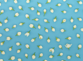 White Jasmine flower pattern on blue background. Pattern made of jasmine flowers. Pastel colors, top view. 