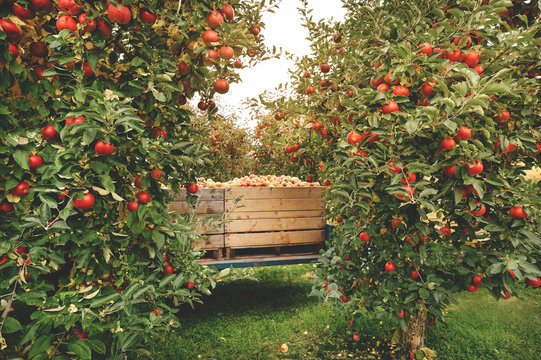 Organic Fresh Apples in a wooden crate in an apple orchard. Fall harvest.