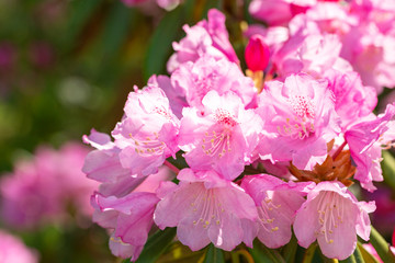 Delicate pink flowers. Korean zemlyannikova, or Chosenia zemlyannikova (Chosenia arbutifolia). 