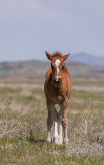 Cute Wild Horse Foal in the Utah Desert