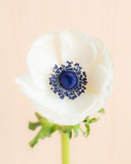 anemone