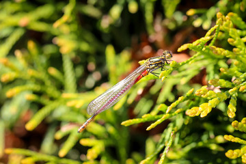 Kleinlibelle in einer Konifere