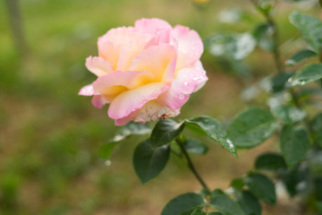 pink rose