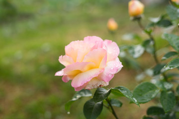 pink rose