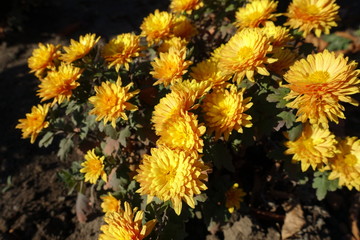Beautiful amber yellow flowers of Chrysanthemum of November