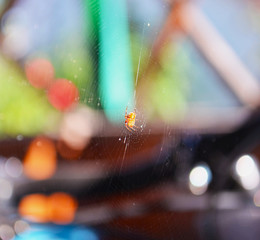Spiderweb or spider on horizontal background