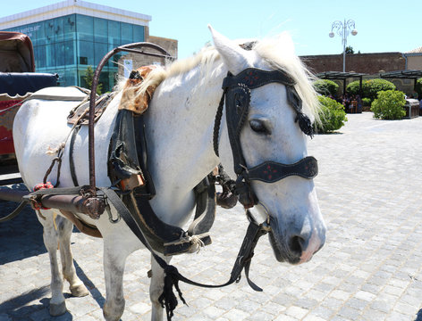 White beautiful phaeton horse on the street