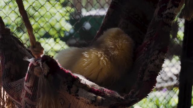 White marten lies in a hammock inside the cage