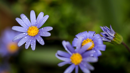 Wassertropfen auf Blütenblätter