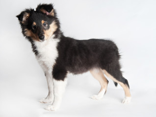 Sheltland Sheepdog's puppie in the studio