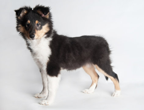 Sheltland Sheepdog's puppie in the studio