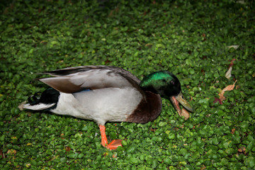 Portrait einer Ente, von Enten