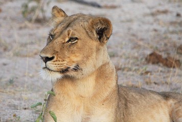 portrait d'une lionne dans la savane en Afrique du Sud