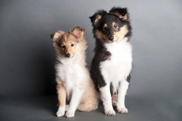 Sheltland Sheepdog's puppie in the studio