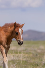 Cute Wild Horse Foal in the Utah Desert