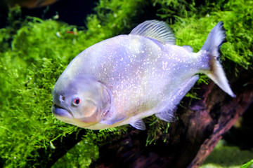 Piranhia im Fluss
