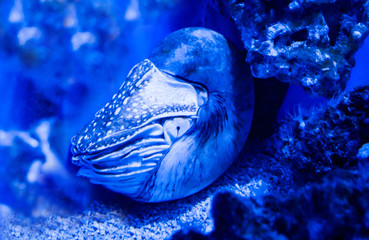 Fisch im Riff, Urfisch