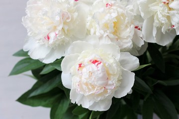 Gentle bouquet of peonies on light wooden background with copy space.