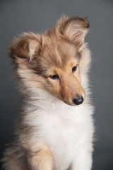 Sheltland Sheepdog's puppie in the studio