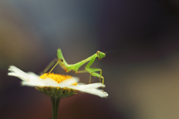 green mantis on a flower