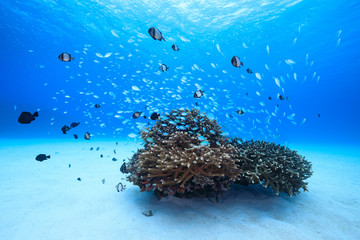 慶良間諸島、サンゴに群れる魚5