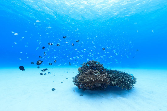 慶良間諸島、サンゴに群れる魚4