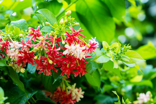 Combretum indicum flower on tree. Madhumalti plant tree with blooming flora on green leaves blurred background.