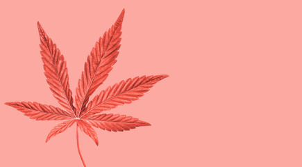 Hemp or cannabis leaf isolated. Top view, flat lay. Template or mock up.