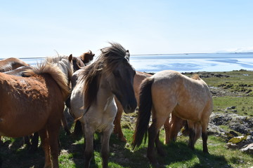 Beautiful wild Icelandic horses with mountains and a blue lake in background