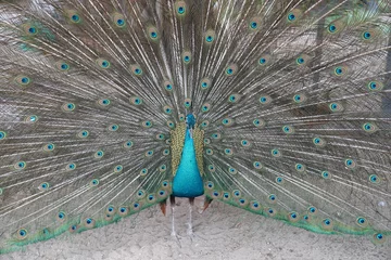 Fotobehang Male peacock is speading and showing Feather Tail for Female precock. © Surachetsh