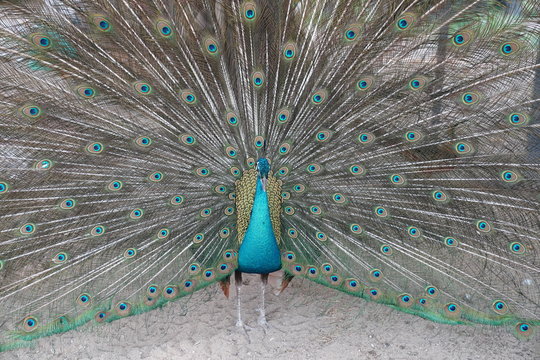 Male peacock is speading and showing Feather Tail for Female precock.
