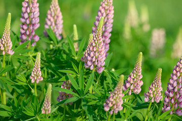 Lupinus, lupin, lupine field with pink purple and blue flowers. Bunch of lupines summer flower background
