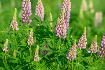 Lupinus, lupin, lupine field with pink purple and blue flowers. Bunch of lupines summer flower background