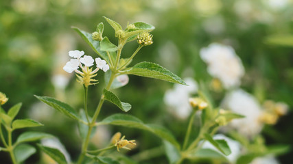 Nature Minimal Concept - Green Leaves Background with small little white flower;