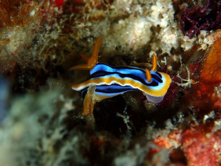 nudibranch Chromodoris Anne during a leisure dive in Mabul Island, Semporna, Tawau. Sabah, Malaysia. Borneo.