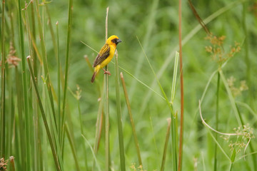 Asian Golden-Weaver (Ploceus hypoxanthus)on Tree.