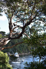 Water view with boats through trees