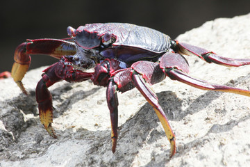rote_Klippenkrabbe