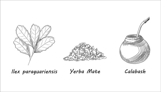 Set of yerba mate tea branch and calabash. Mate tea leaf. Engraving style.