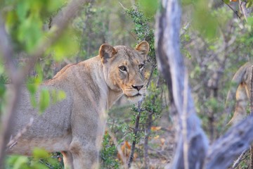 Naklejka na ściany i meble portrait d'une lionne dans la savane en Afrique du Sud