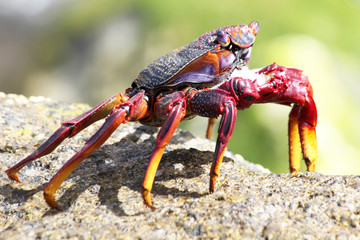 rote_Klippenkrabbe